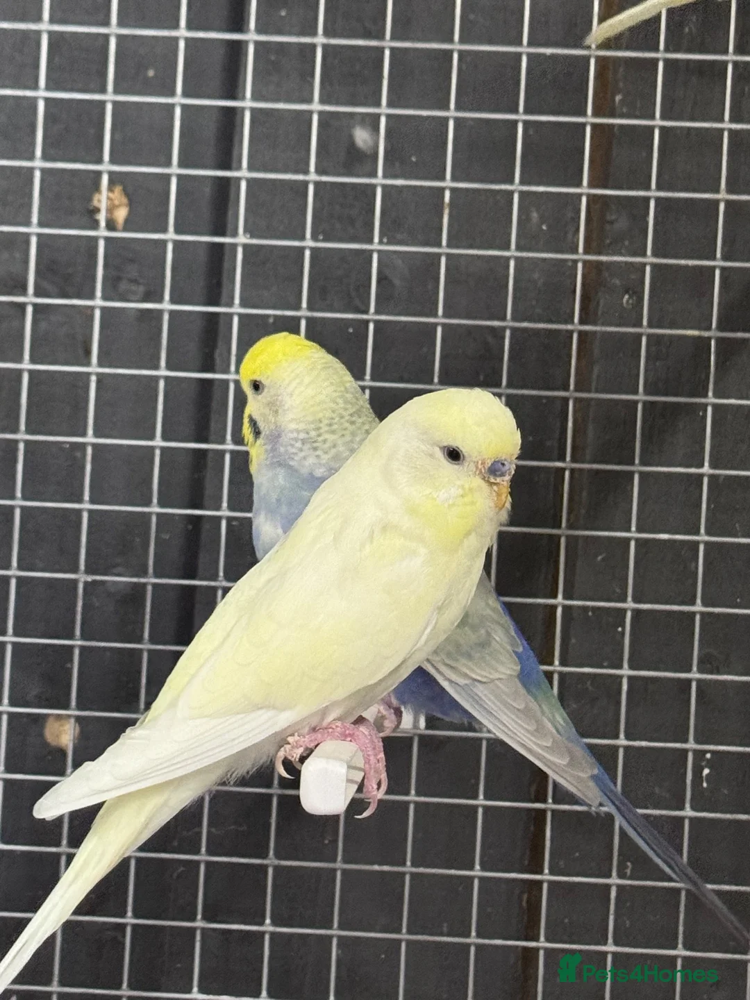 Budgerigars birds for sale: Mixed coloured Budgie’s  in Leicester - Advert 3