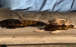 Dachshund dogs for sale: Chocolate and tan male dachsund - Image 3