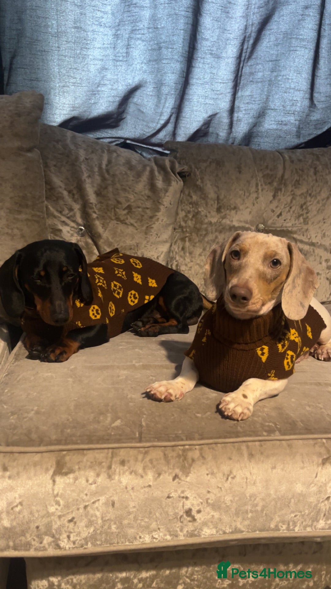 Dachshund dogs for sale: Chocolate and tan male dachsund - Image 3