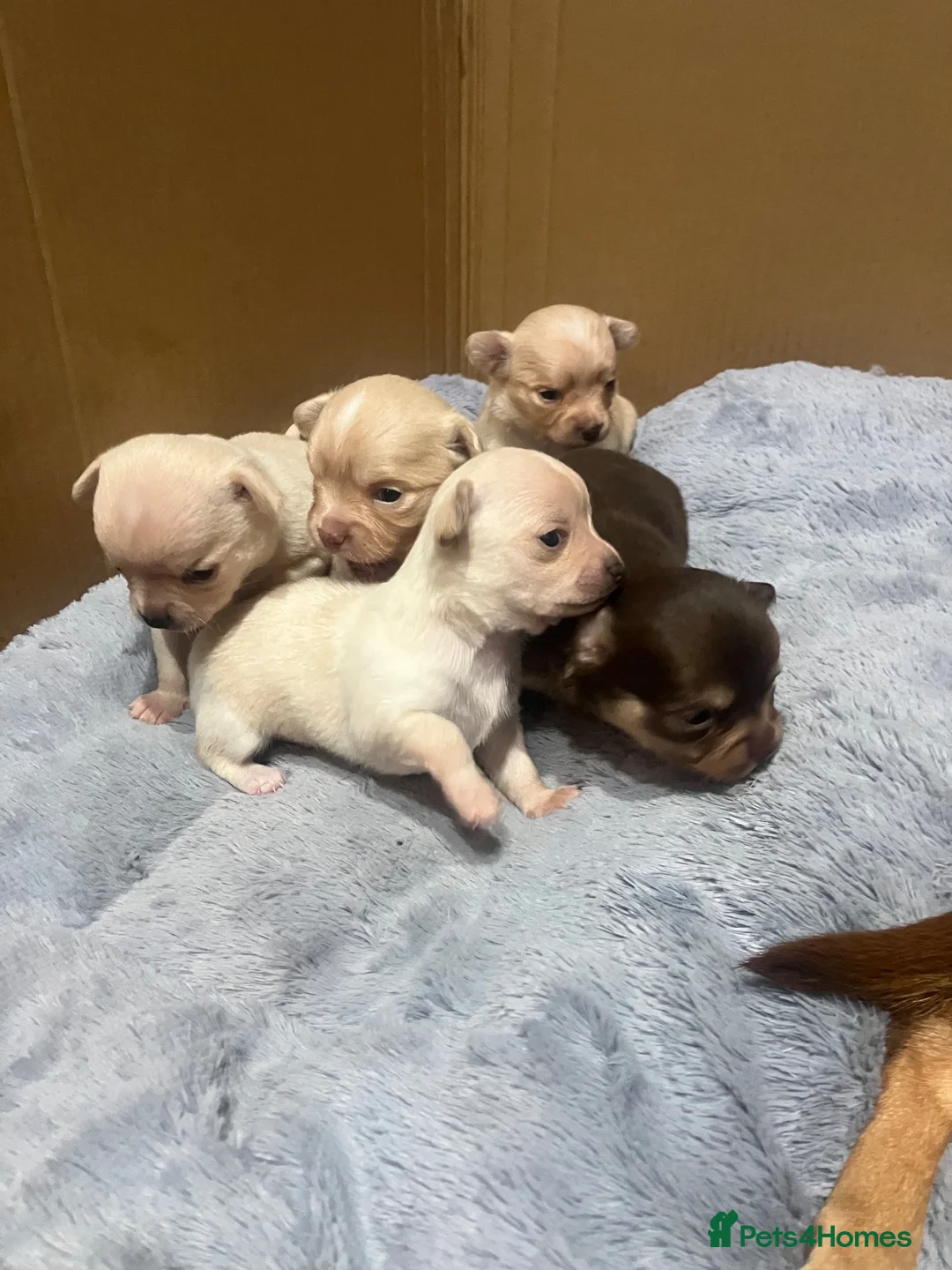 Chihuahua dogs for sale: Stunning litter of chi pups!  - Advert 1