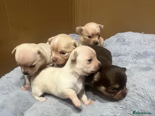 Chihuahua dogs Stunning litter of chi pups! - Advert 3