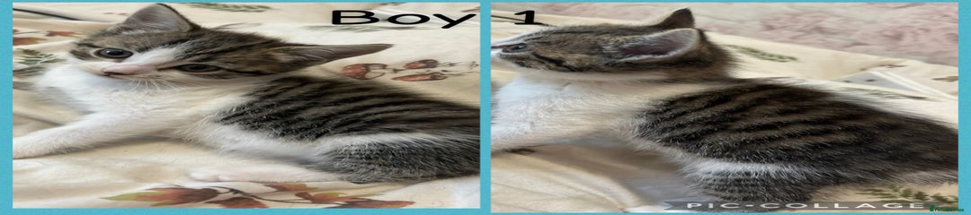 Boy 1 