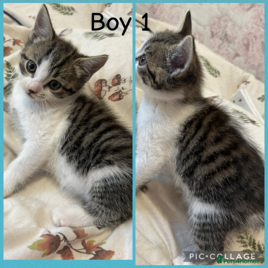 Mixed Breed cats for sale: 4 Gorgeous Kittens For Sale. - Image 4