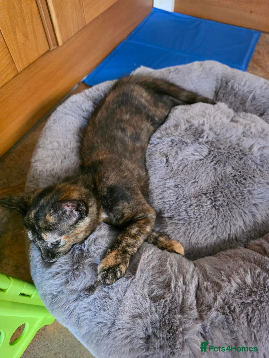 Mixed Breed cats for sale: beautiful 3-colours female - Advert 2