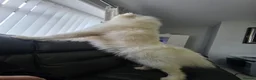 Samoyed dogs for sale: Samoyd  - Advert 5