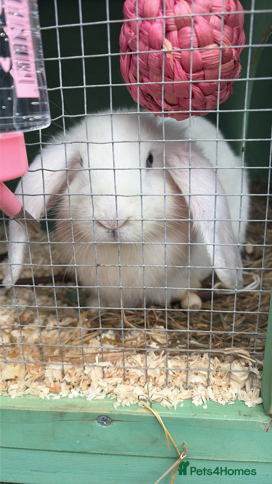 Mini Lop rabbits for sale: Beautiful rabbits  - Advert 2