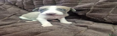 Whippet Puppy 2