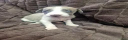 Whippet dogs for sale: Whippet pups  - Advert 10