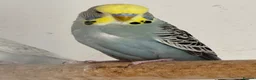 Budgerigars birds for sale: Young baby budgies, ready for new homes  - Advert 2