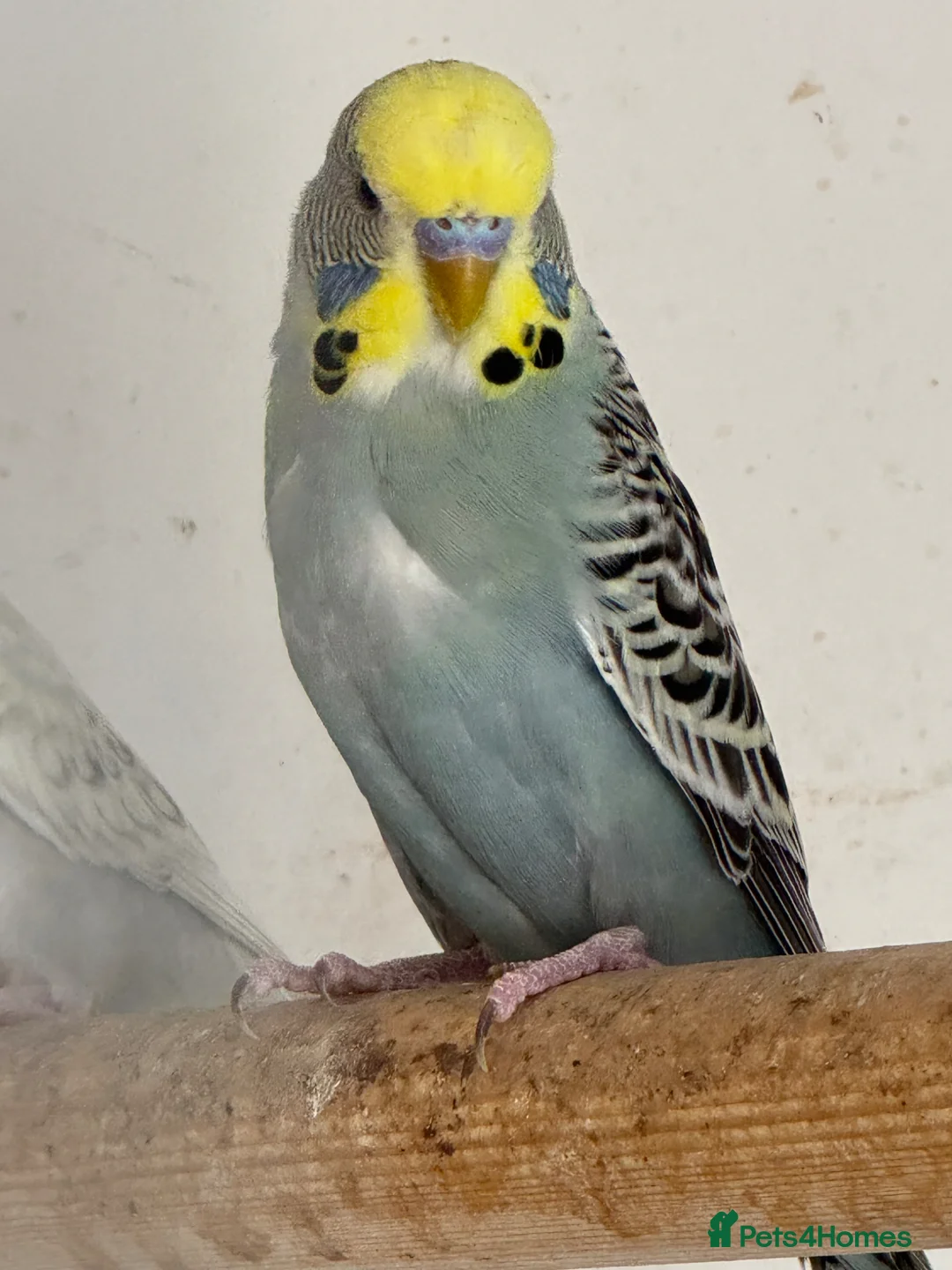 Budgerigars birds for sale: Young baby budgies, ready for new homes  - Advert 2