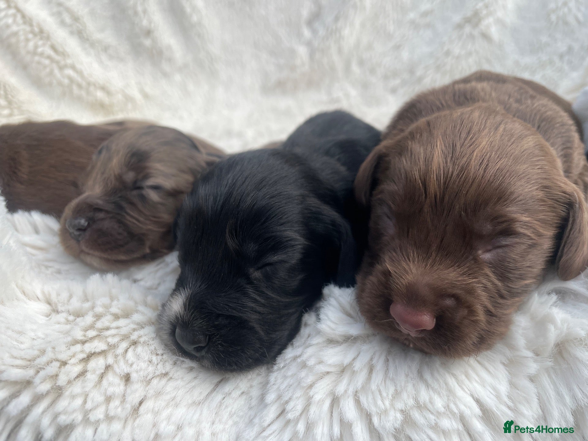 Cocker Spaniel dogs 6 Beautiful Cocker Spaniel Pups  - Advert 8