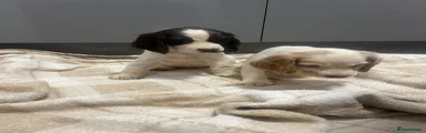 Cocker Spaniel 4