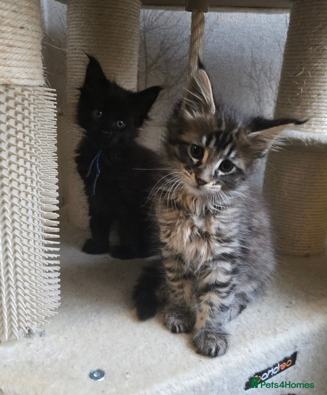 Maine Coon cats for sale: Maine Coon Kittens Polydactyl Russian line - Image 28