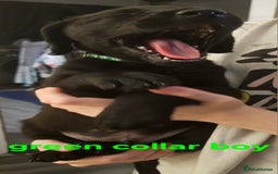 Labradoodle dogs for sale: F1 beautiful standard labradoodles - Image 16