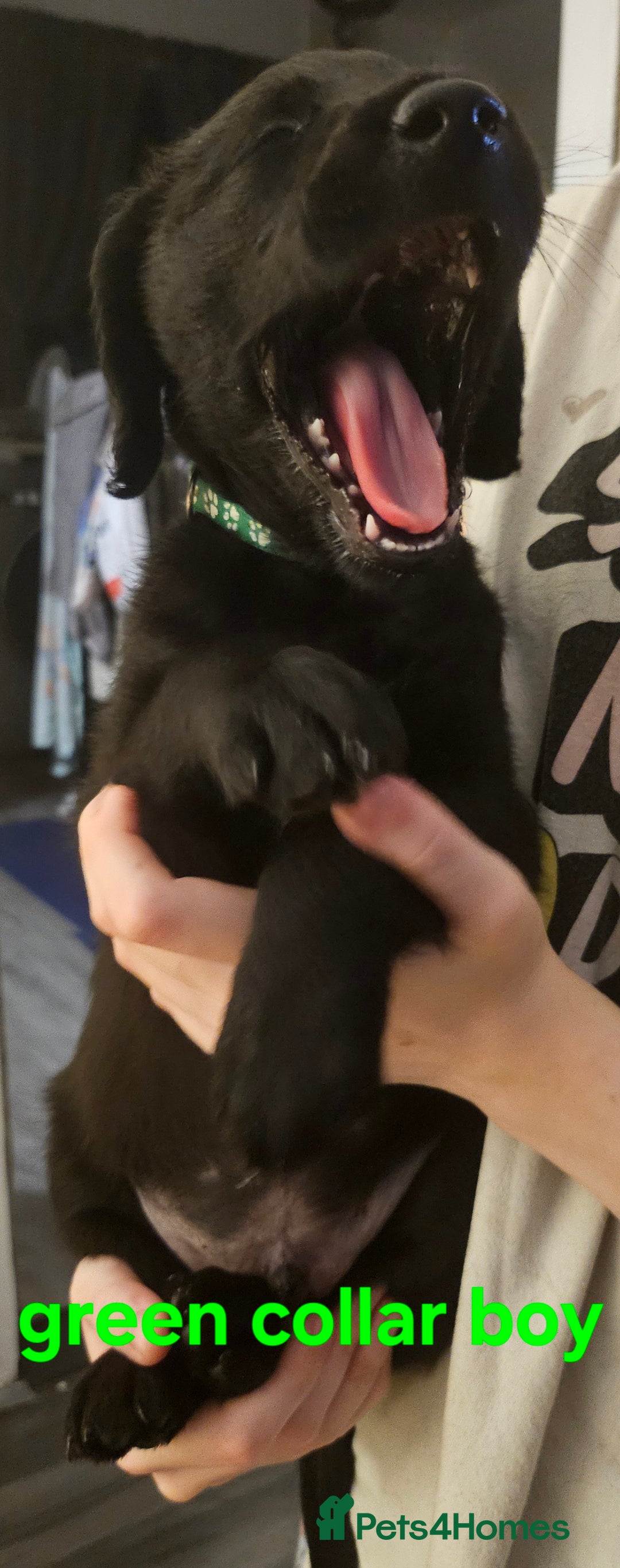 Labradoodle dogs for sale: F1 beautiful standard labradoodles - Image 16