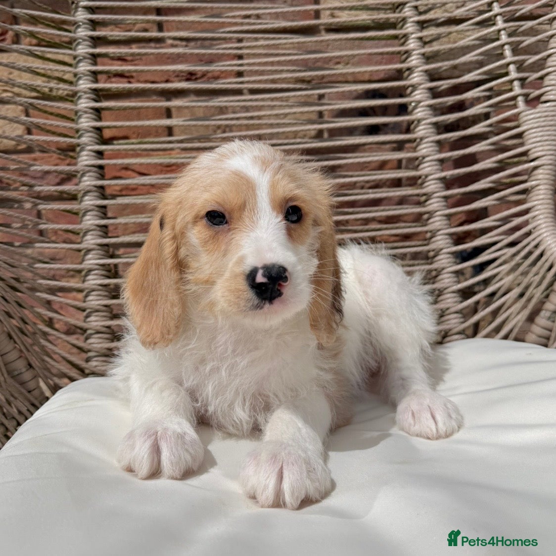 Mixed Breed dogs for sale: ⭐️⭐️Poogle Puppies (Beagle x Miniature Poodle)⭐️⭐️ - Advert 20