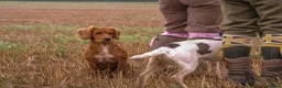 Sprocker dogs for sale: Sprocker puppies in Sandy - Advert 10