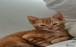 Mixed Breed cats for sale: 3 beautiful kittens - Image 2