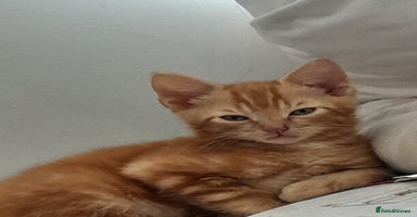 Mixed Breed cats - Advert 8