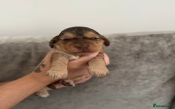 Cocker Spaniel dogs for sale: Show cocker spaniel puppies  - Image 6