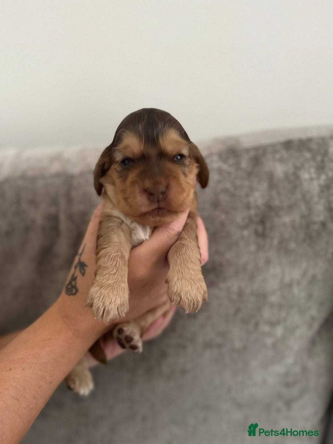 Cocker Spaniel dogs for sale: Show cocker spaniel puppies  - Image 6