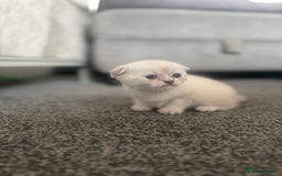 Scottish Fold cats for sale: 🐾 Beautiful Scottish Fold Kittens for Sale 🐾 - Image 5