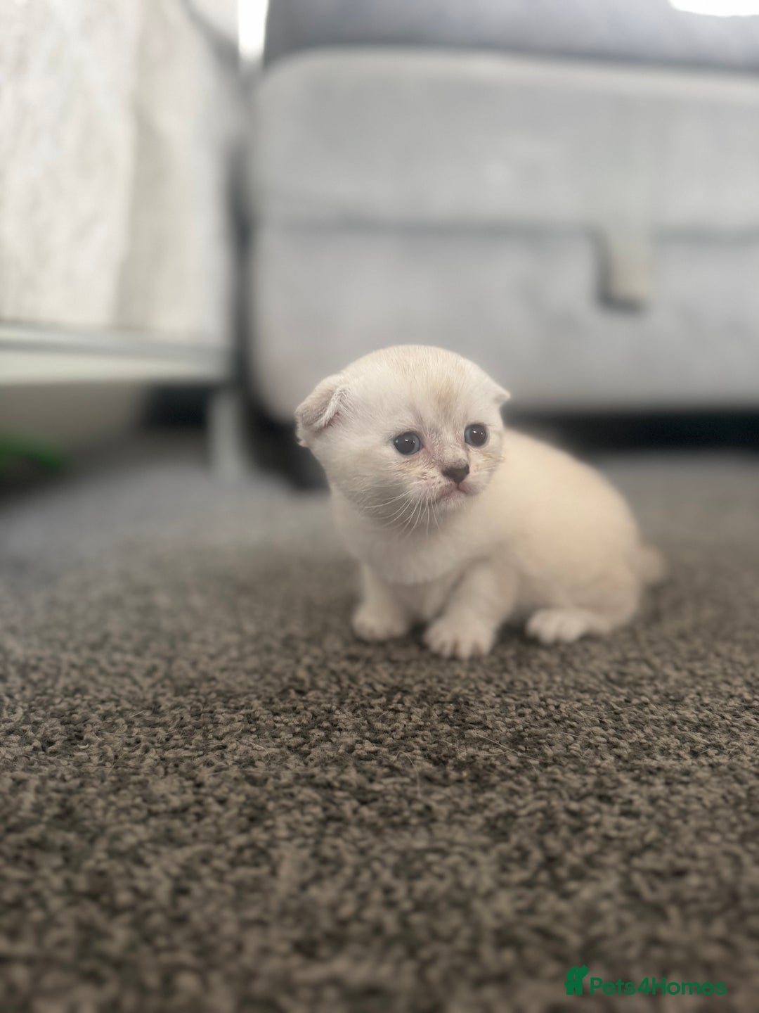 Scottish Fold cats for sale: 🐾 Beautiful Scottish Fold Kittens for Sale 🐾 - Image 5