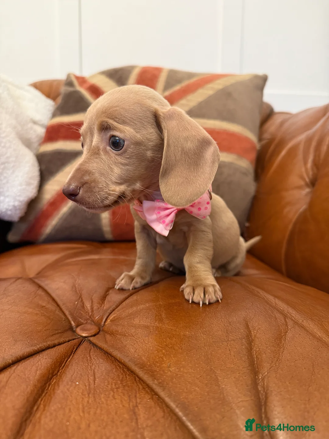 Miniature Dachshund dogs for sale: Stunning Pups 5 ⭐ Star Licensed 5 ⭐ Reviews!  - Advert 24