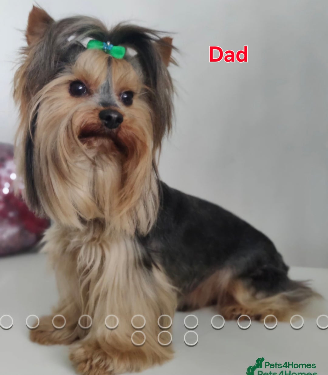 Yorkshire Terrier dogs for sale: Full pedigree Yorkshire terrier  - Image 8