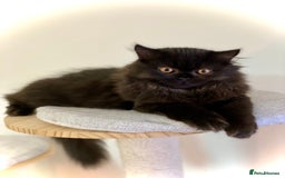 British Longhair cats for sale: Champion line kittens - Image 3