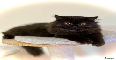 British Longhair cats - Advert 14