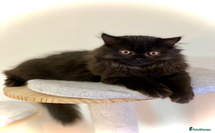 British Longhair cats - Advert 2