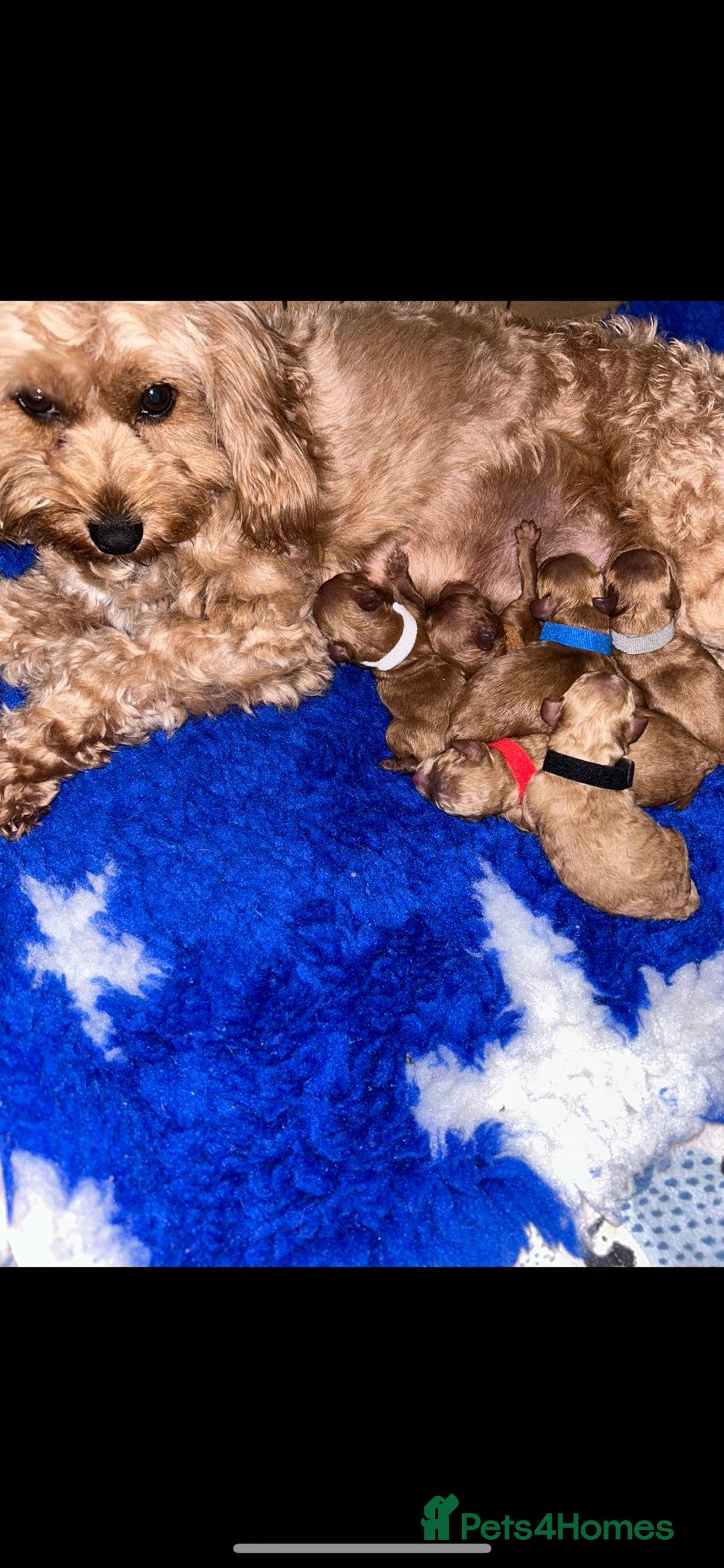 Cavapoo dogs for sale: Extensively health tested toy cavapoo puppies - Image 2