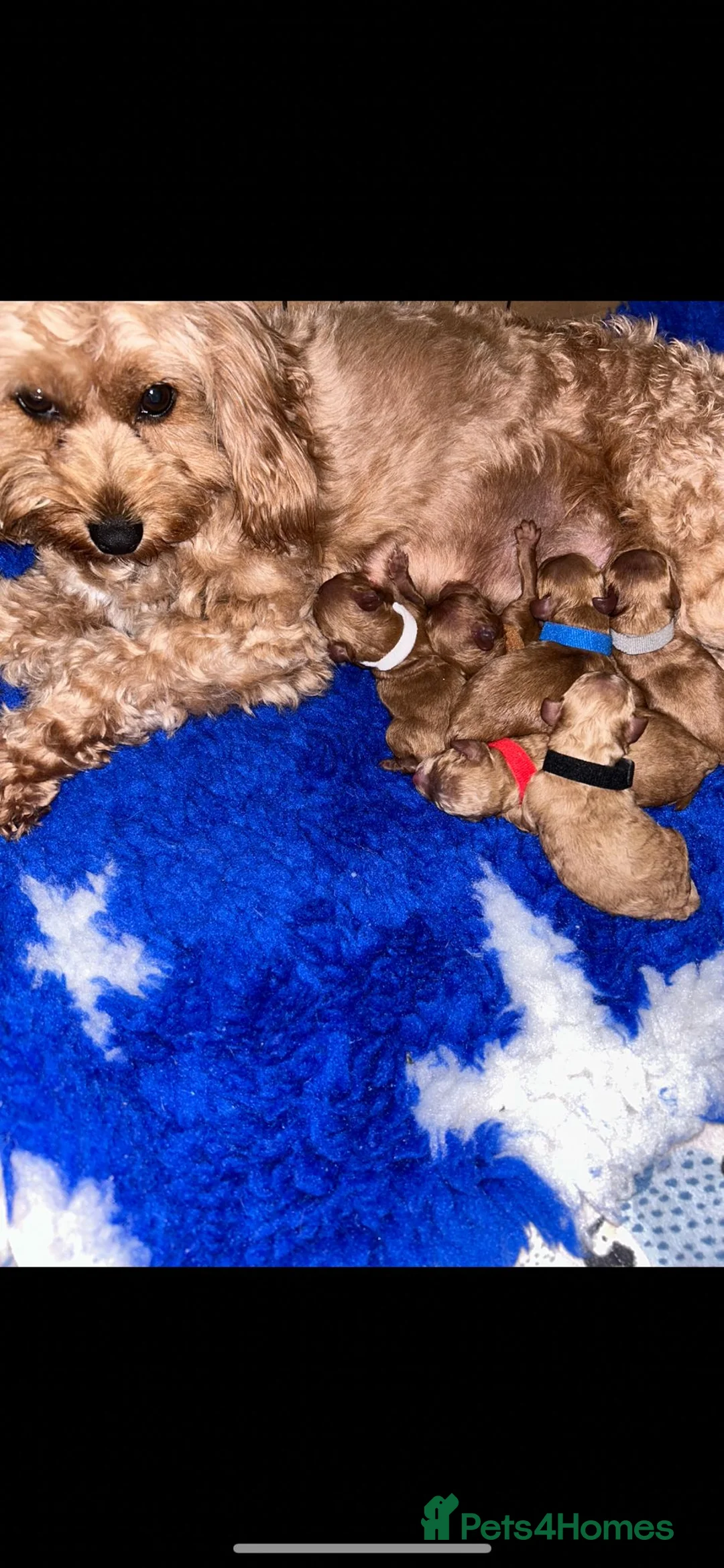 Cavapoo dogs for sale: Extensively DNA health tested and trained girl   - Advert 29