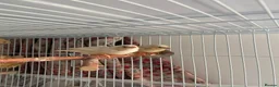 Finches birds for sale: Three fledgling Zebra Finches in London - Advert 4