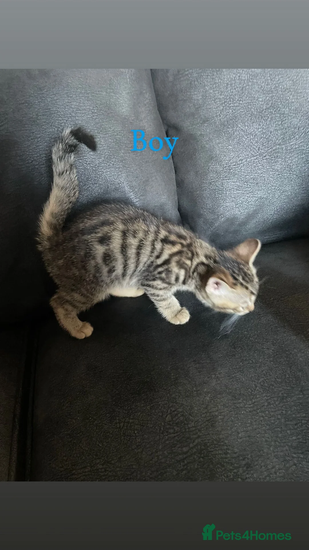 Bengal cats for sale: Mixed Bengal kittens  - Advert 2