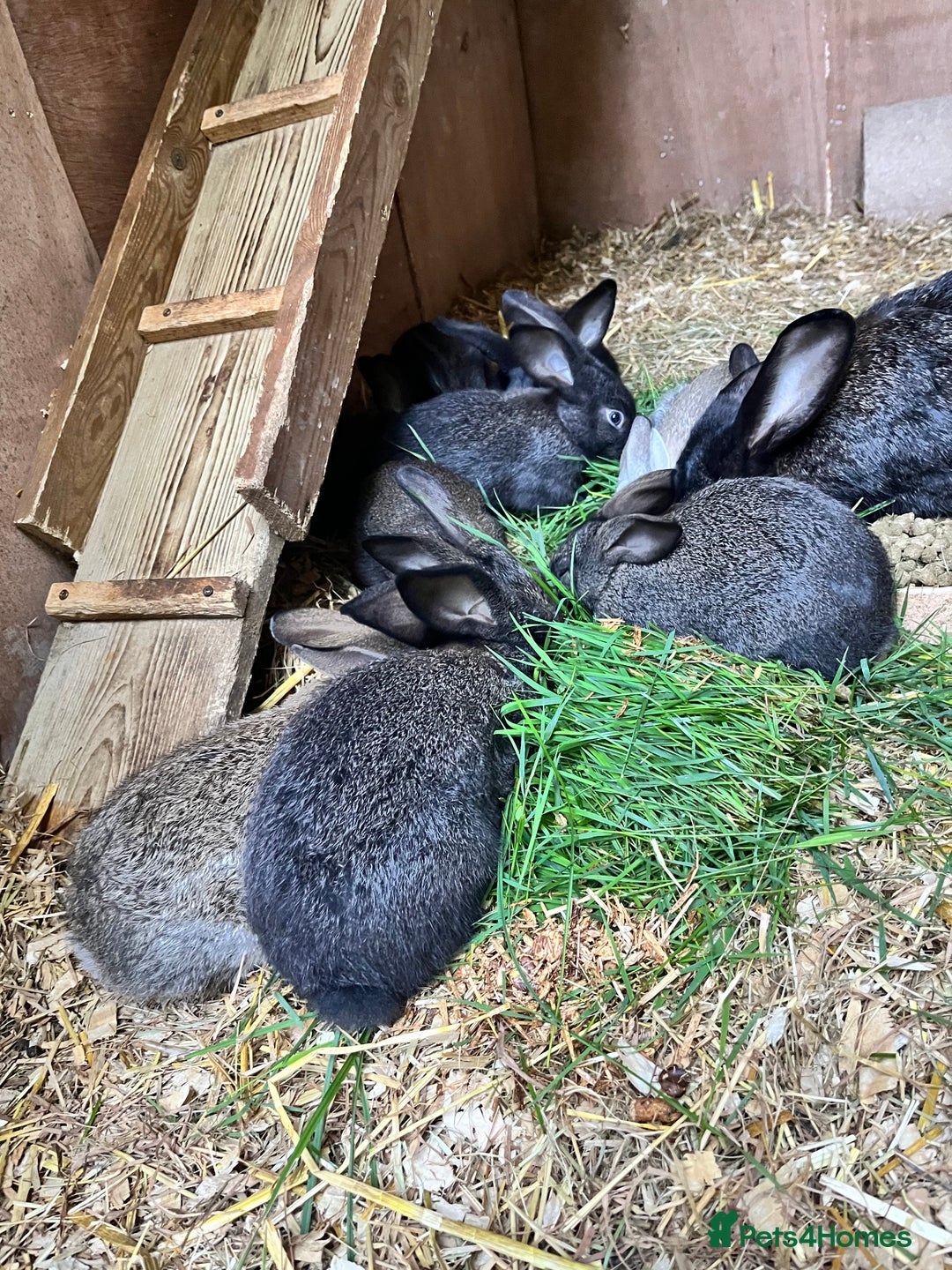 Mixed Breed rabbits for sale: Lovely rabbits well handled - Image 6