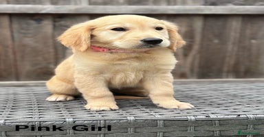 Golden Retriever dogs - Advert 5