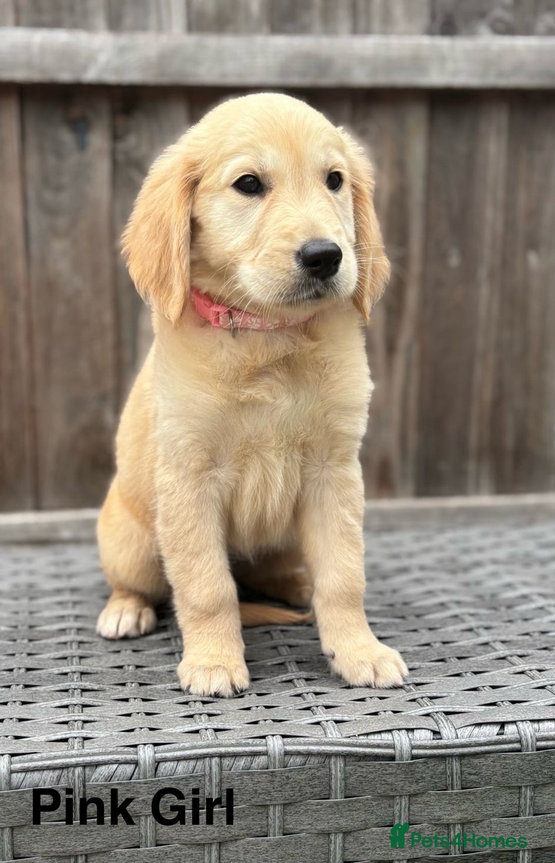 Golden Retriever dogs for sale: Beautiful Golden Retriever Puppies - Image 3
