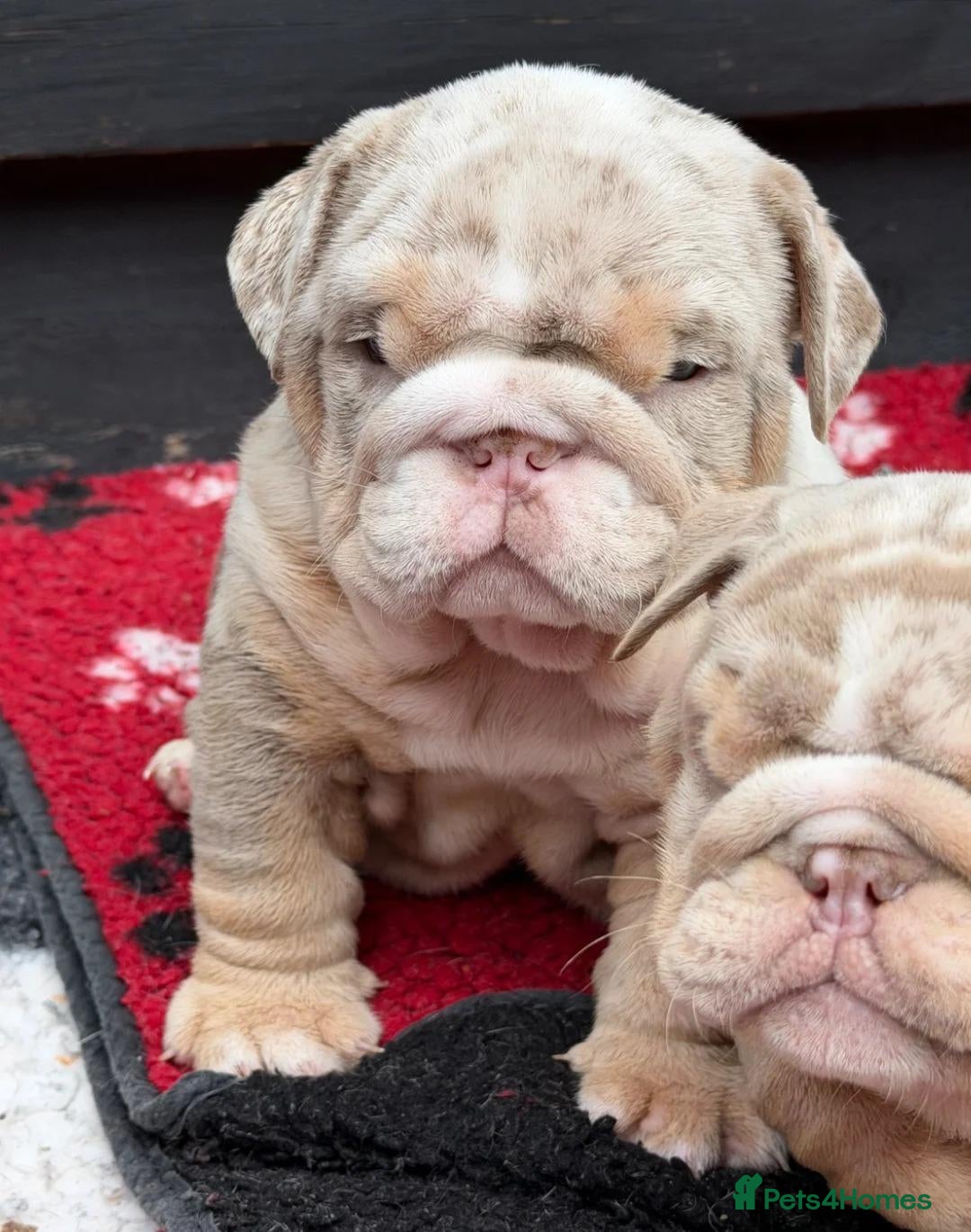 English Bulldog dogs for sale:  Beautiful English Bulldog Puppies - Advert 15