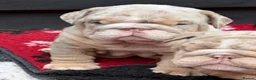 English Bulldog dogs for sale:  Beautiful English Bulldog Puppies in Llanelli - Advert 1