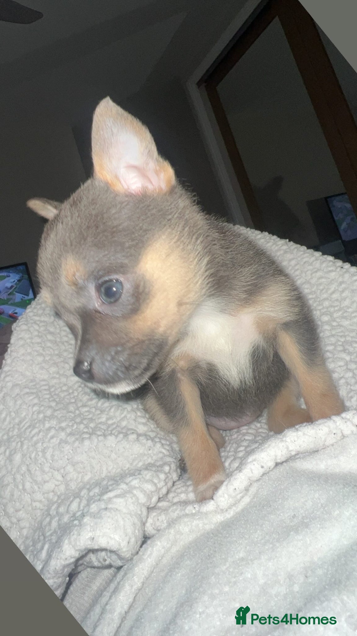 Mixed Breed dogs Pomeranian X Pocket Bully  - Advert 15