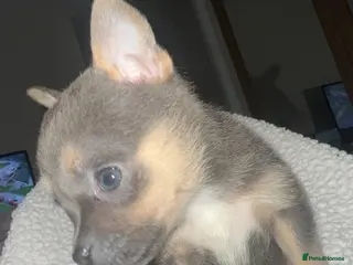 Mixed Breed dogs Pomeranian X Pocket Bully - Advert 15