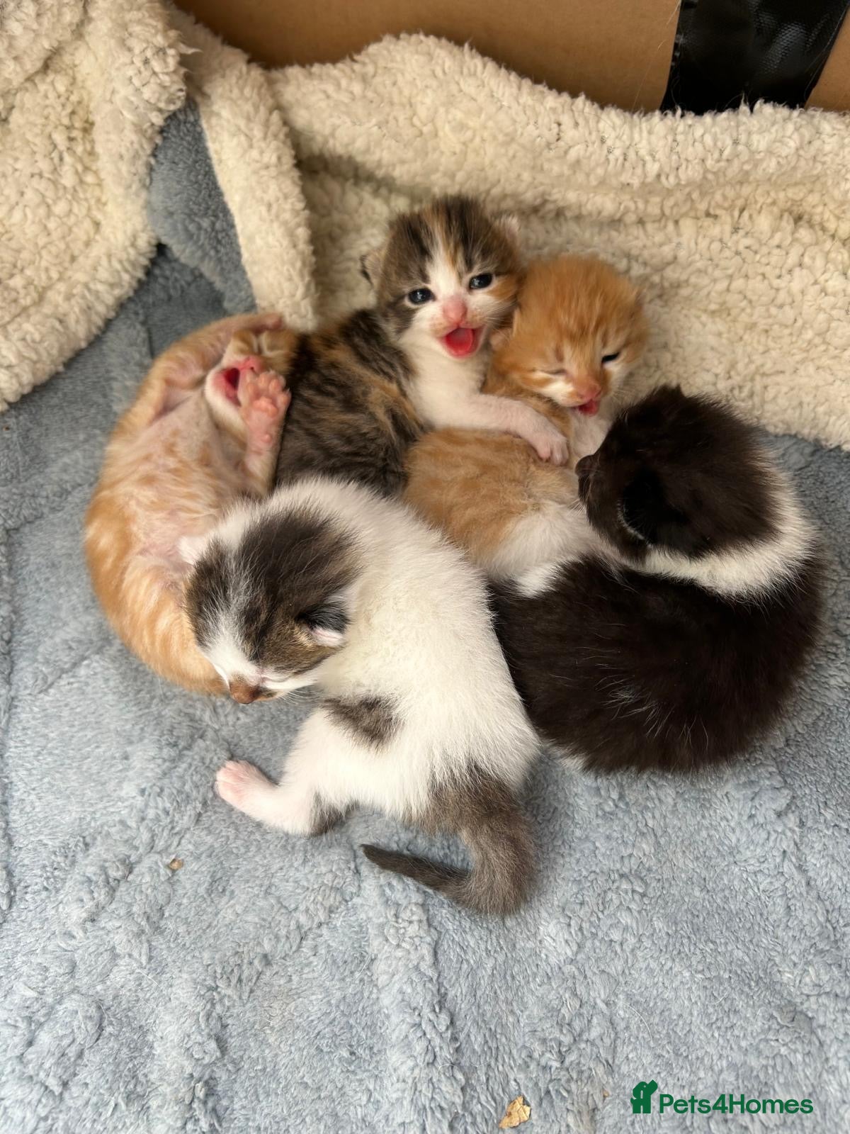 Maine Coon cats Maine coon cross kittens  - Advert 10