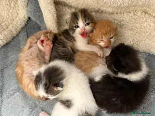 Maine Coon cats Maine coon cross kittens - Advert 4