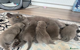 British Shorthair cats for sale: Beautiful British short hair kittens for sale  - Image 7