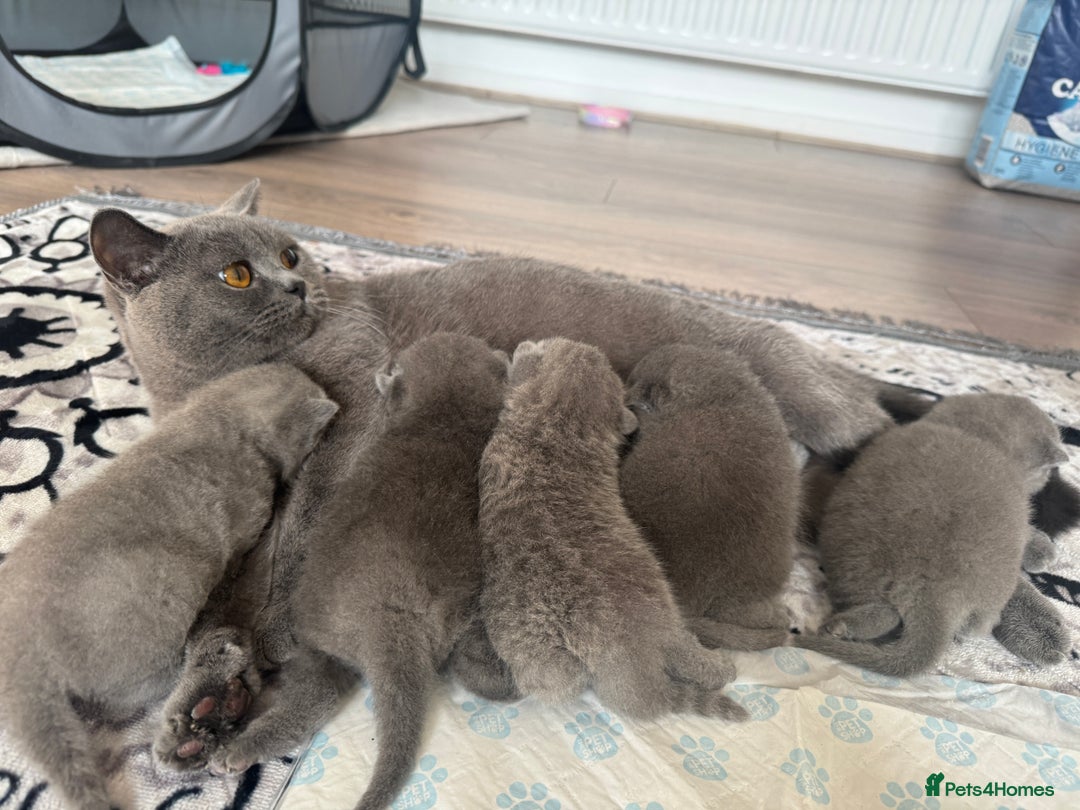 British Shorthair cats for sale: Beautiful British short hair kittens for sale  - Image 7