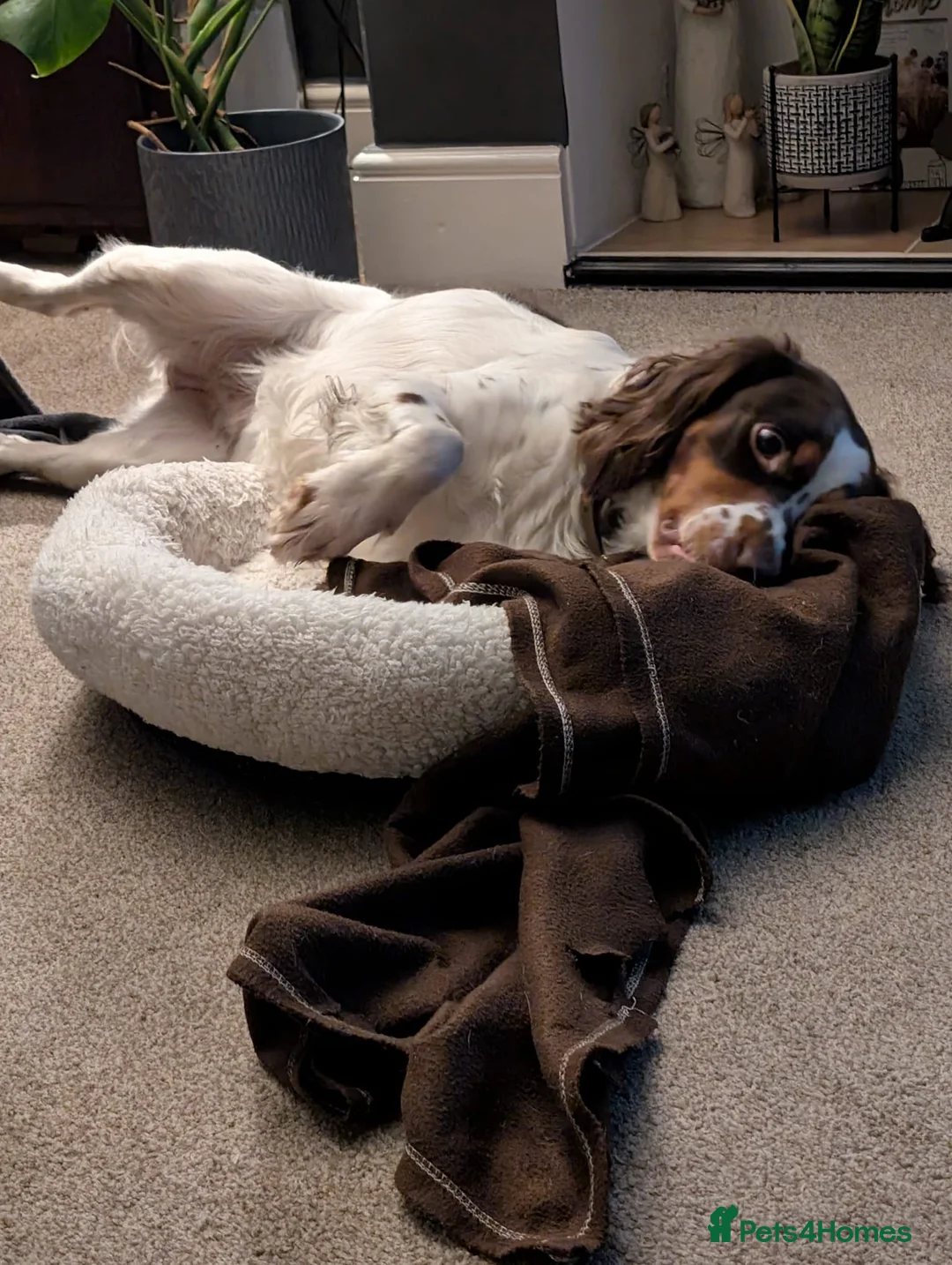 English Springer Spaniel dogs for adoption: 💙Tommy💙 2 yo Affectionate Lively Friendly boy in Gainsborough - Advert 13