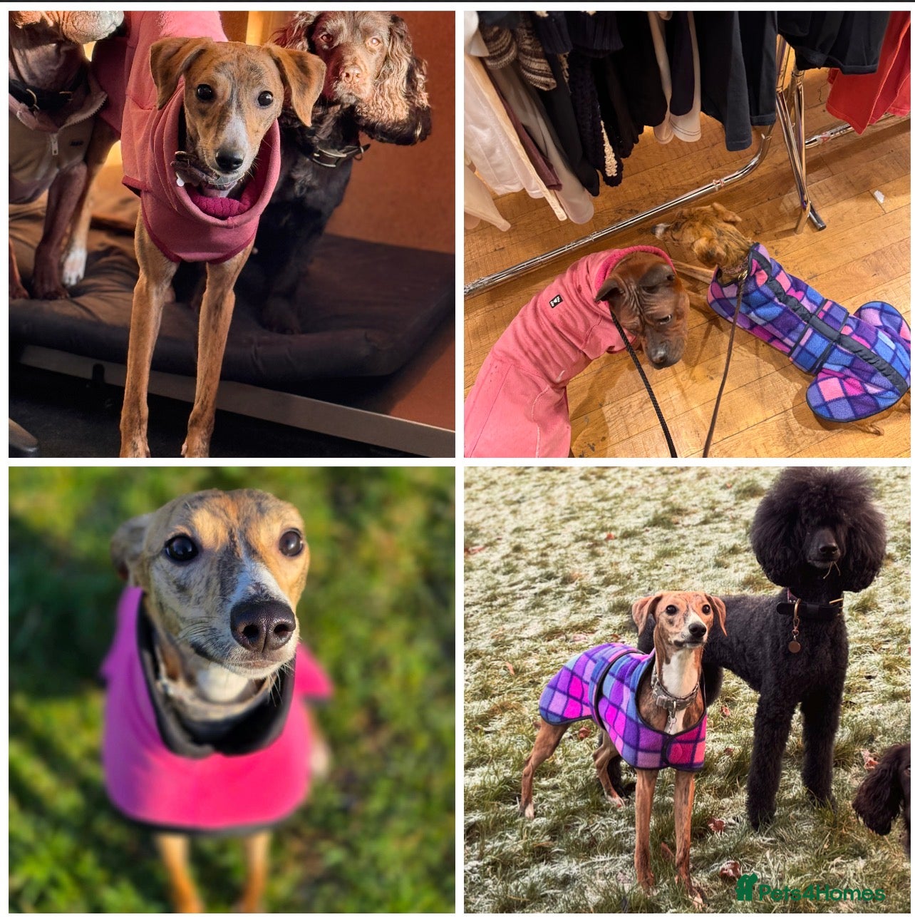 Whippet dogs Whippet looking for her forever home  - Advert 1