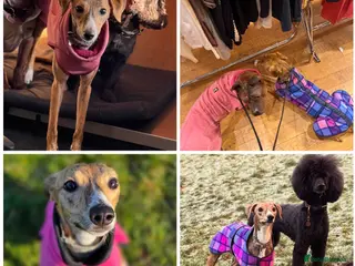 Whippet dogs Whippet looking for her forever home - Advert 1